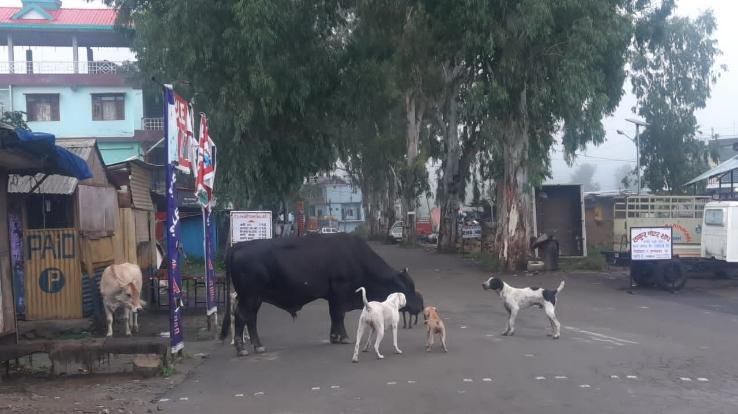 आवारा कुत्ते व लावारिस पशु बने परेशानी