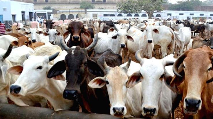 जिला में आवारा पशुओं को आश्रय देने के लिए 12 गौ सदन कार्यरत