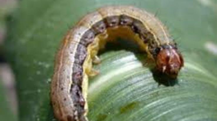 कृषि विभाग द्वारा ‘फाल आर्मी वोर्म’ कीड़े से बचाव के लिए परामर्श जारी