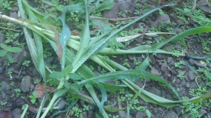 आंधी तूफान के बाद अब किसानों की फसल पर अज्ञात कीड़ों का केहर