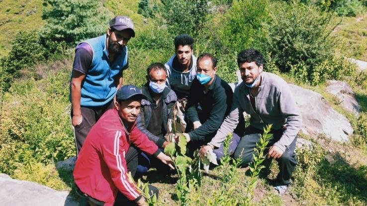 नवयुवक मंडल गांवसारी नें रौपे देवदार के पौधे