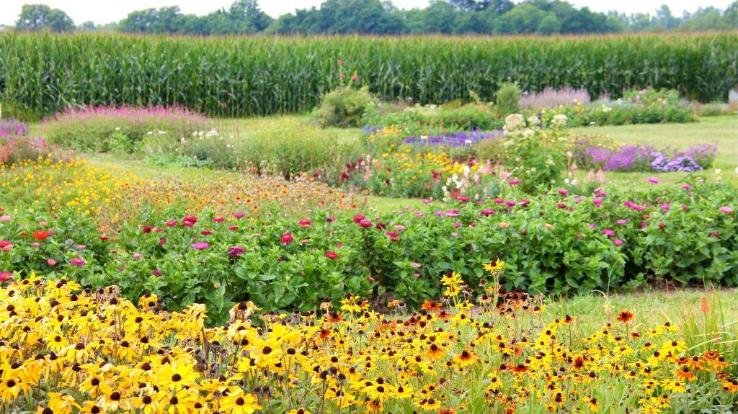 Flowering season Gladiolus, Chinese Aster and Marigold begins