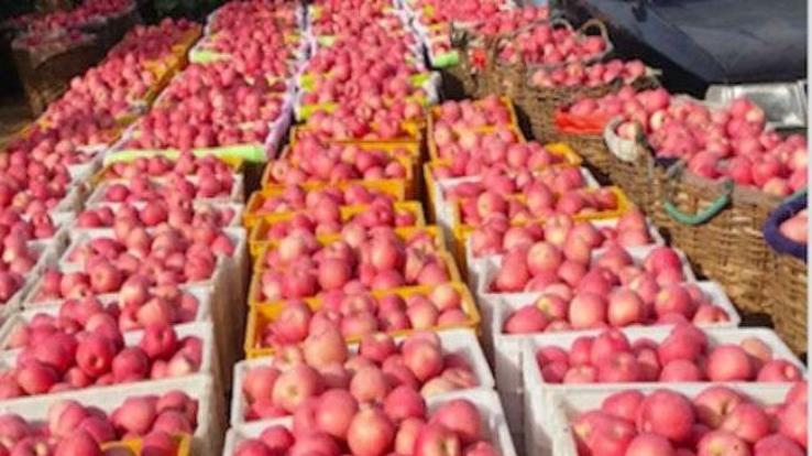 मण्डियोें में पहुंची 8.70 लाख से अधिक सेब की पेटियां