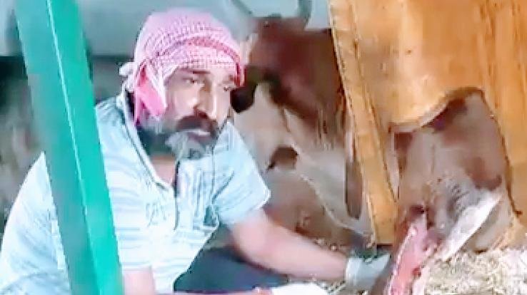 वर्षों से अपाहिज गौवंश के नाम नहीं हुई जमीन