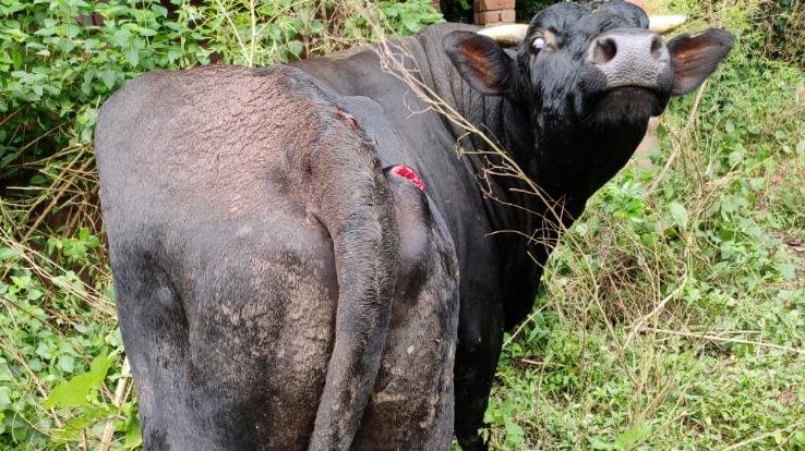 Injured-destitute-animal-with-a-sharp-weapon