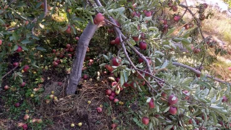 apple-crop-destroyed-in-the-storm