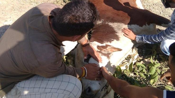 cattle-dies-due-to-collision-with-unknown-vehicle