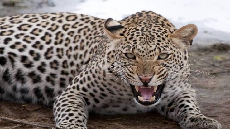 sighting-of-Leopard