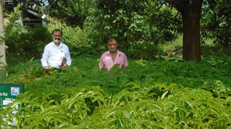 किसानों के लिए मददगार बनीं जाईका परियोजना