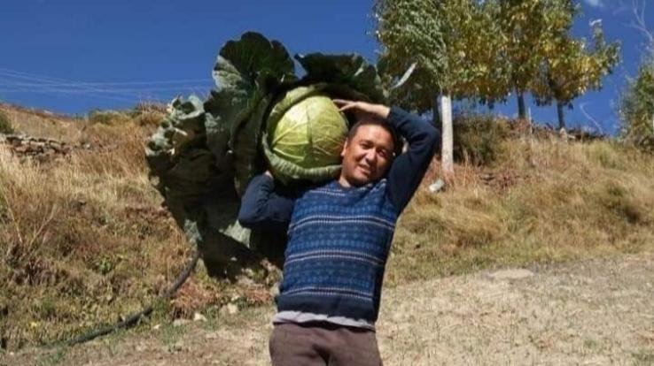 lahaul-farmer-harvested-17.2-kg-cabbage