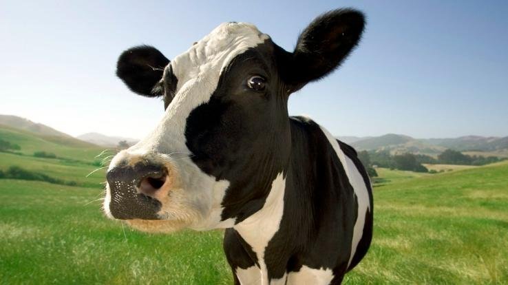 घनागुघाट के प्रधान धनीराम रघुवंशी ने सरकार से पशु डिस्पेंसरी को अपग्रेड कर पशु चिकित्सालय बनने की मांग की