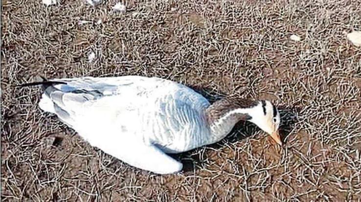 birds-dying-in-himachal-pradesh-pong-dam-due-to-flu