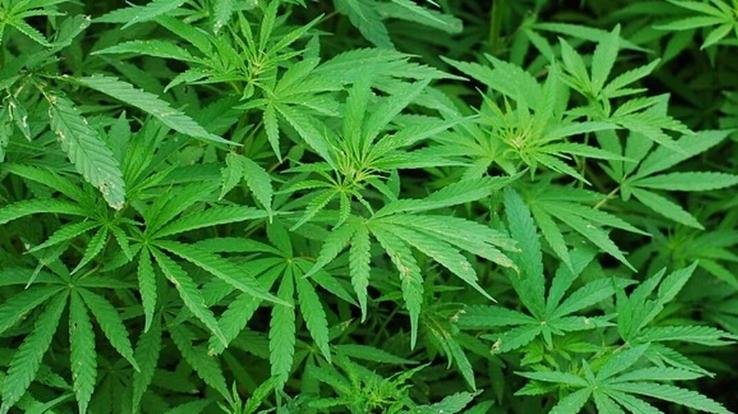 2200kg-of-marijuana-seized-from-a-truck-near-Delhi