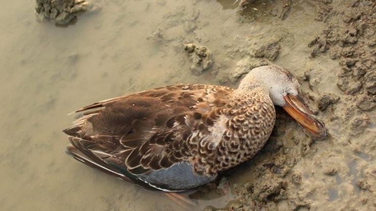 testing-of-bird-flu-in-humans