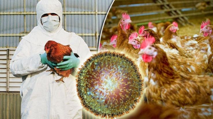 Status-of-Avian-Influenza-in-the-country