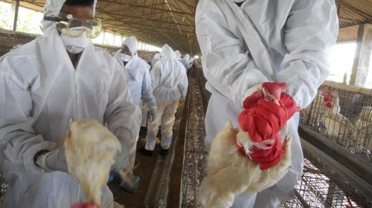 Animal-husbandry-department-prepares-to-tackle-bird-flu