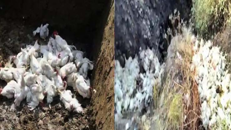 bird-flu-dead-chickens-found-along-nh-in-solan-sample-sent-for-test