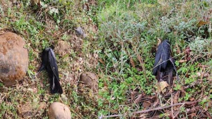 bird-flu-in-himachal-dead-crows-found-in-bilaspur