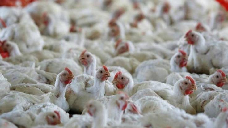 5-rapid-response-teams-formed-to-deal-with-bird-flu-in-Solan
