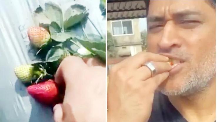 ms-dhoni-cant-stop-eating-strawberries-at-his-farm