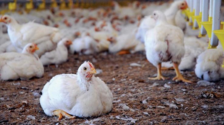 bird-flu-in-himachal-demand-of-chicken-and-egg-drop-by-70-pc
