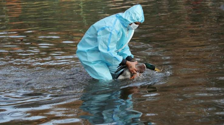 bird-flu-in-india-confirmed-cases-in-delhi-after-up-mp-seven-states