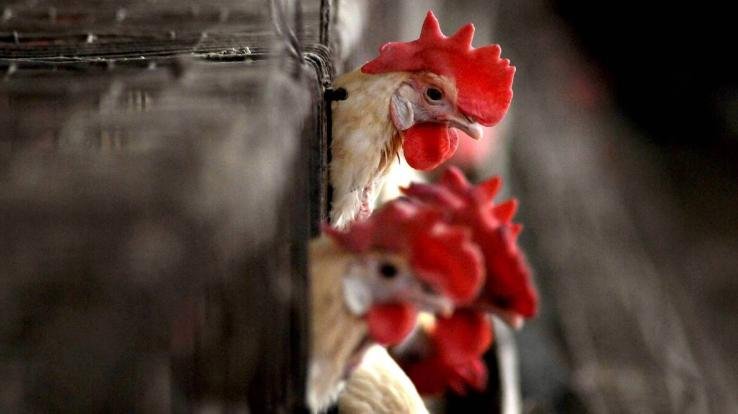bird-flu-in-india-latest-update