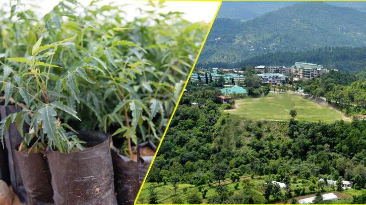 Open sale of plants to start in Nauni Univ from Jan 18