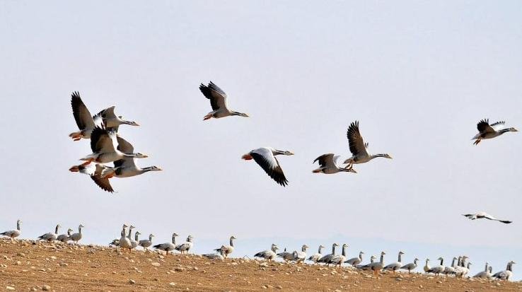 Bird-death-rate-declining-in-Pong-virus-soon-to-be-contained 