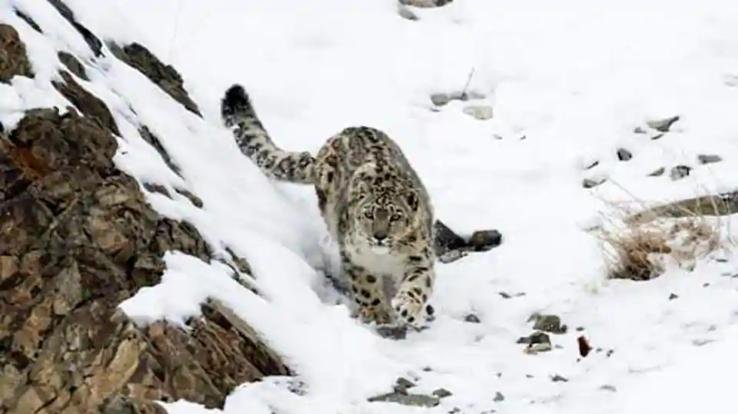 Himachal-becomes-first-state-to-count-snow-leopard