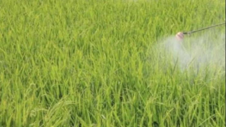Subsidy on pesticides will soon stop in himachal 