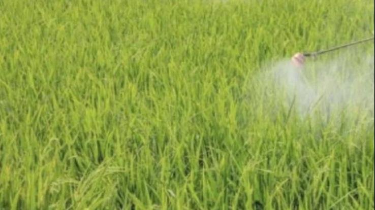 Subsidy on pesticides will soon stop in himachal