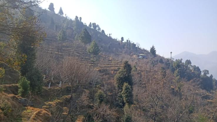 Disappointment on the face of farmer plantations due to no snowfall