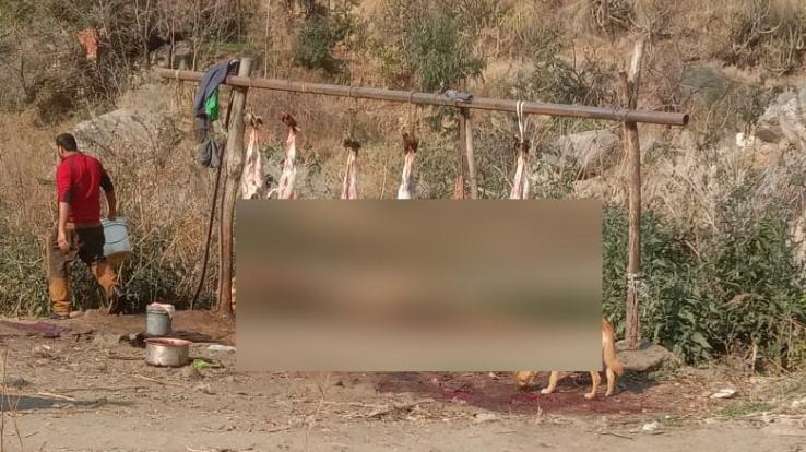 Goats being cut in the open in ani, fear of spreading disease