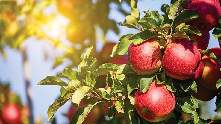 Apple orchards under the influence of canker disease