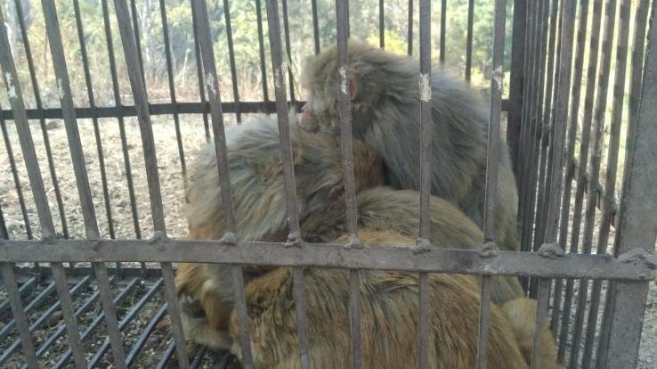 वनमंडल कुनिहार के दाड़लाघाट वन विभाग द्वारा बंदरों की नसबंदी अभियान जारी 