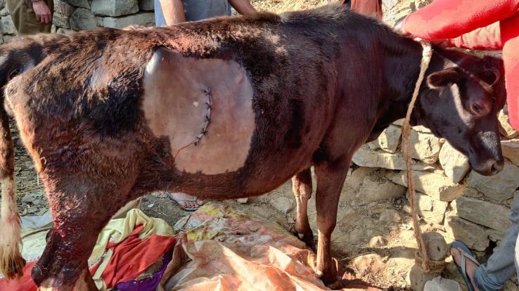 सरकाघाट पशु चिकत्सको ने ऑपरेशन कर बचाई गाय की जान