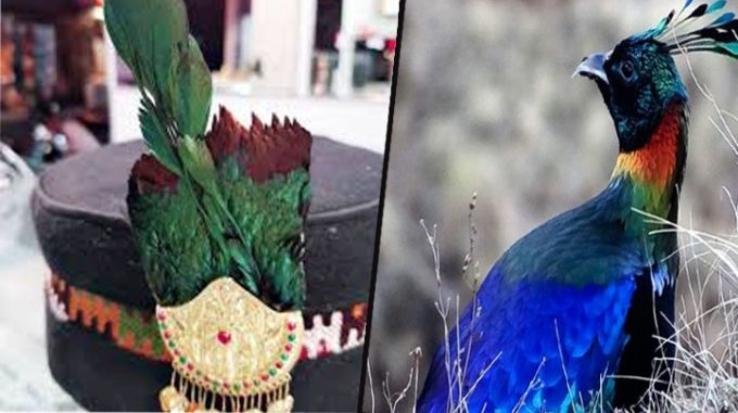 Monal-bird's-crest-will-not-placed-on-himachali-topi