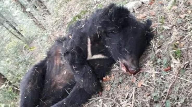 Dead body of a female bear found in Dalhousie, department engaged in investigation