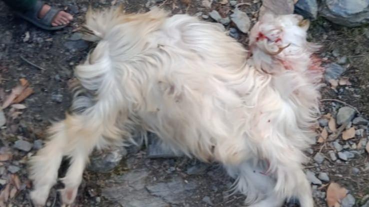 Leopard attacked goat in Gulan village, atmosphere of fear among people