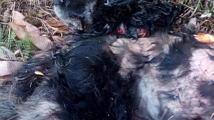 तेलका क्षेत्र में तेंदुए का केहर, किया कई पालतू पशुओ को घायल 