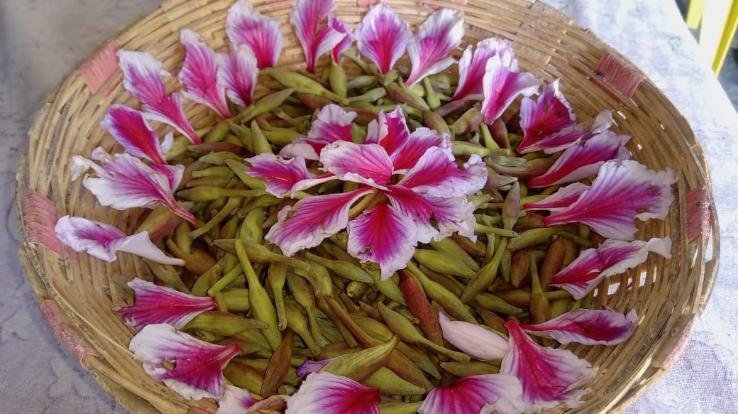 Kachnar buds and flowers are mine of virtues