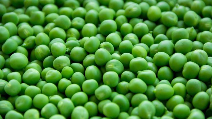 High demand for Himachal hill peas in Bangalore, sold up to Rs 120 per kg