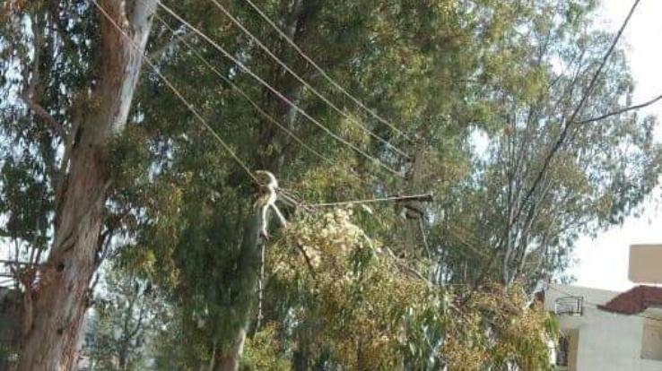 Gone are the trees that are inviting accidents in Kunihar