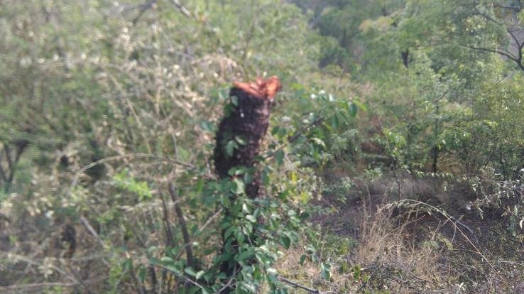 darlaghat-solan-news-himachal-9-april