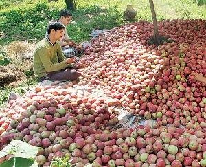  बागवानी मंत्री का ब्यान बेतुका व बागवानी विरोधी: सूर्या बोरस