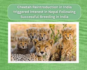 Cheetah Reintroduction in India triggered Interest in Nepal 