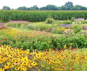 Flowering season Gladiolus, Chinese Aster and Marigold begins