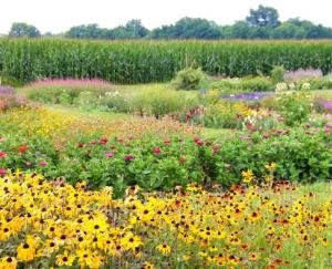 Flowering season Gladiolus, Chinese Aster and Marigold begins