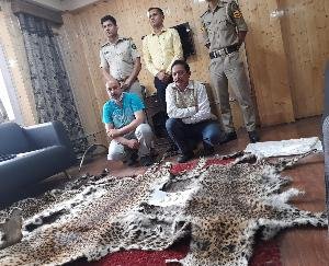  शिमला :तेंदुए की खाल की तस्करी को लेकर शिमला में दो आरोपी गिरफ्तार